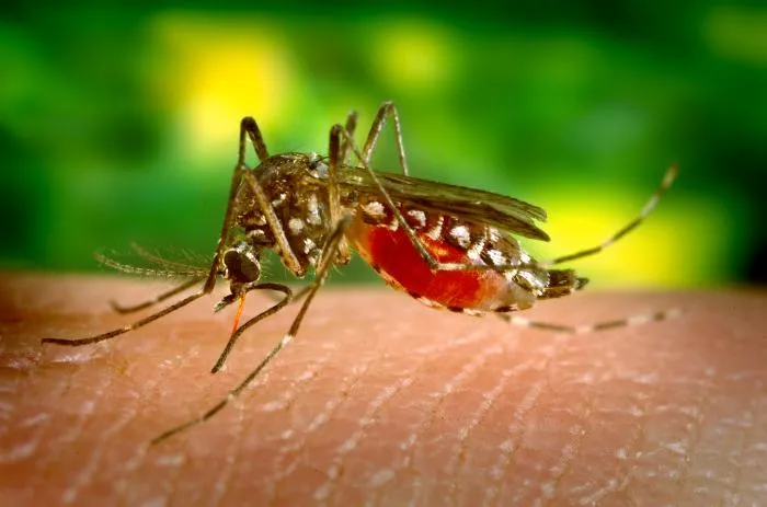 Hillsborough Is Florida’s Dengue Hot Spot; Residents Urged to Drain Standing Water