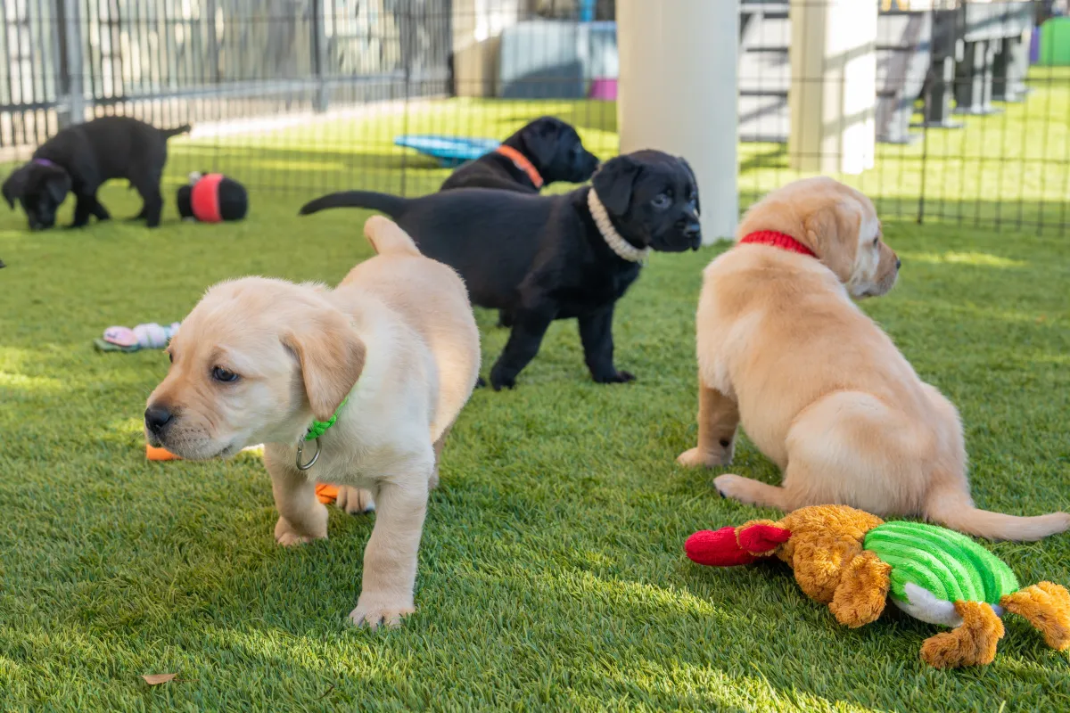 Dogs Inc breeder hosts change lives