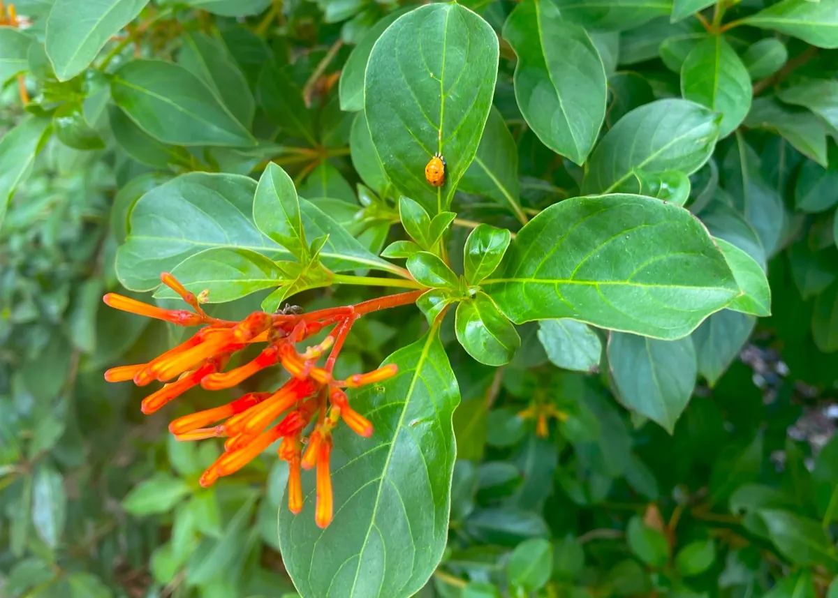 Grow a Florida-friendly  yard with native plants