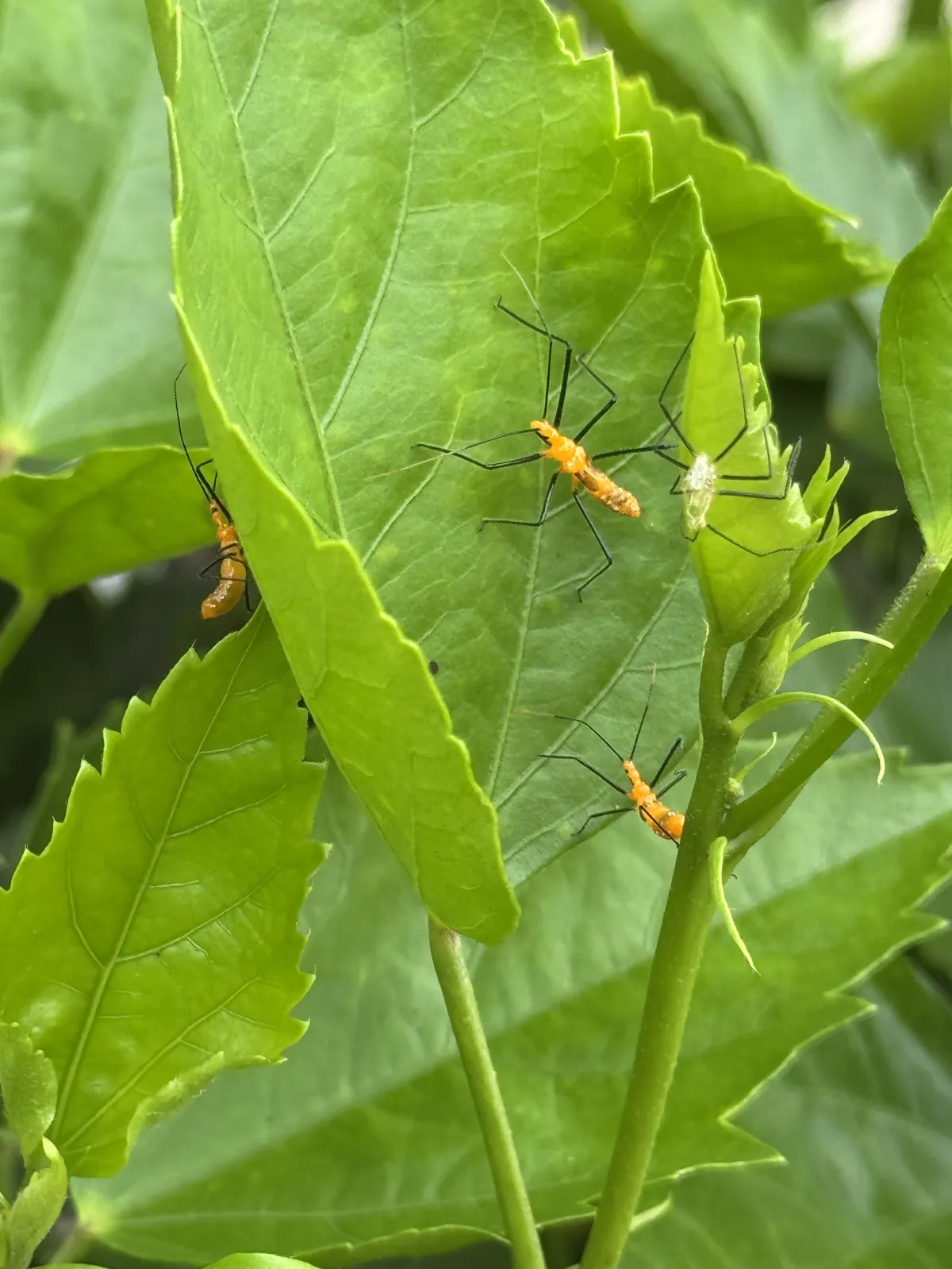 Milkweed assassins defending the hibiscus