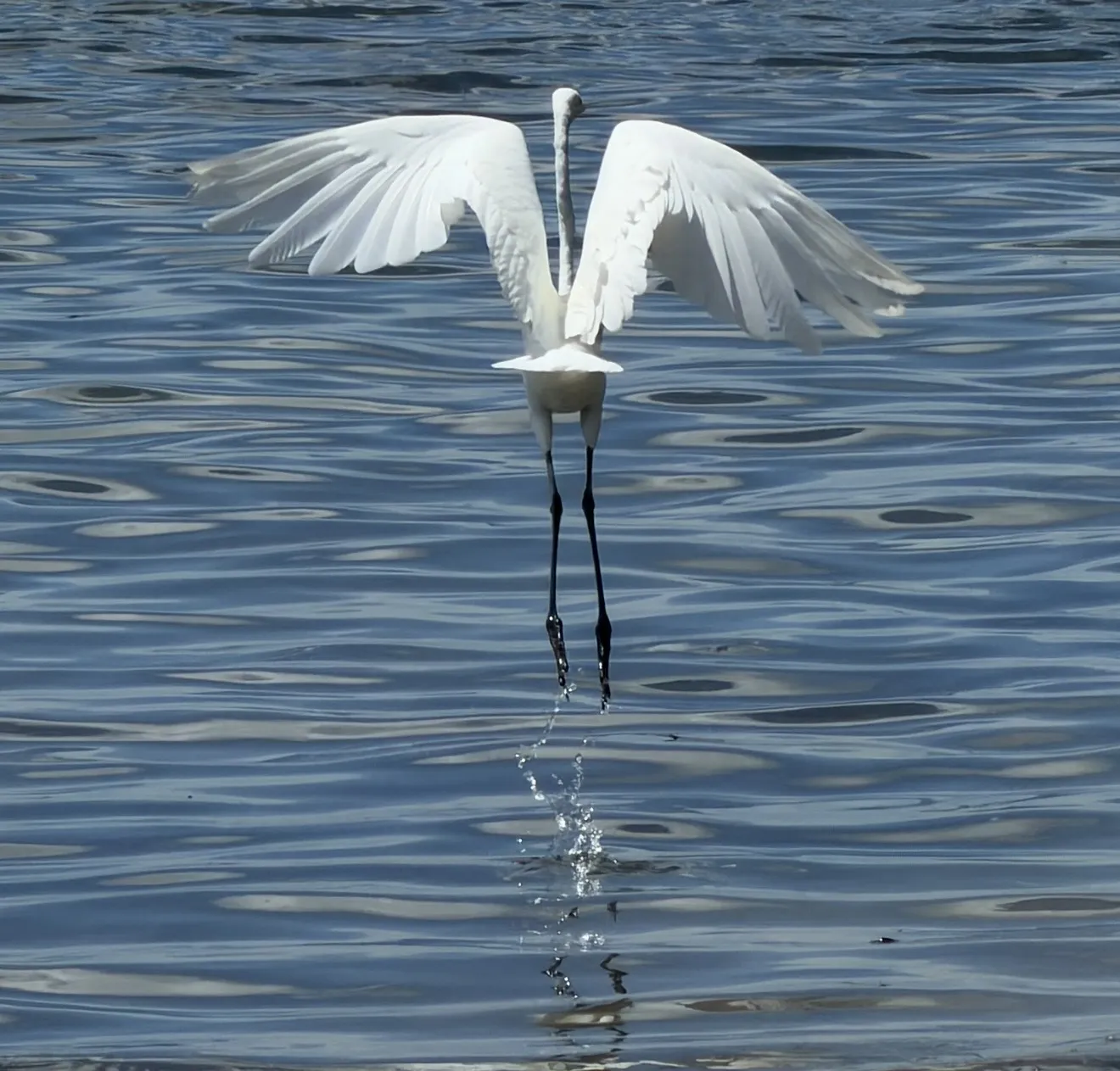 Great Egret