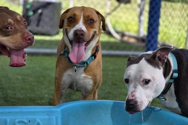 PRC ‘Clear the Shelters’ ideal time to adopt
