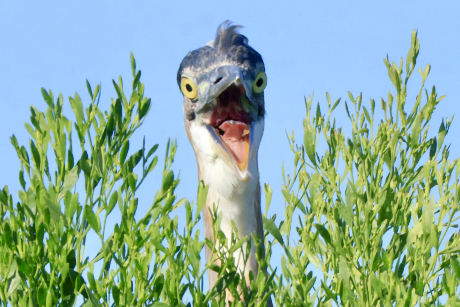 A shocked Great Blue Heron