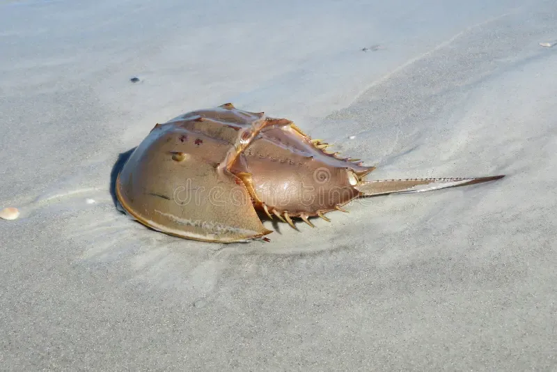 Cockroach Bay: The story behind one of Florida’s most unusual names