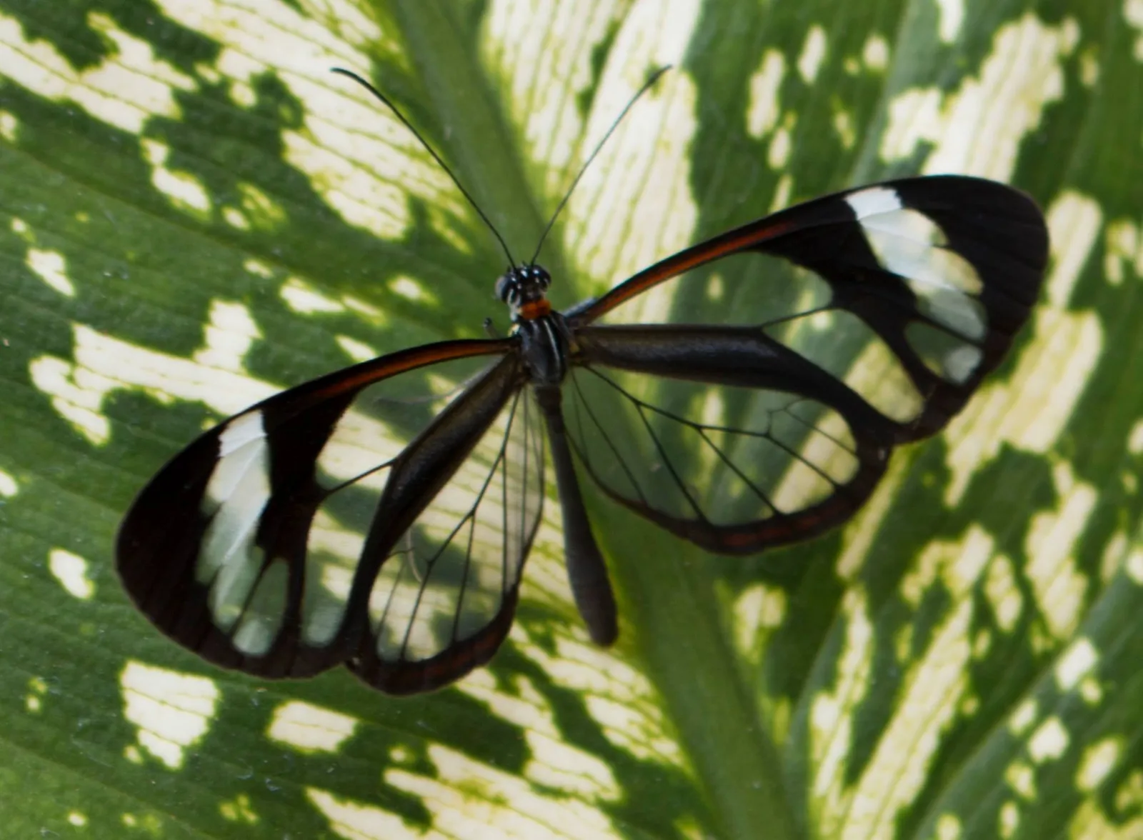 See-through butterfly